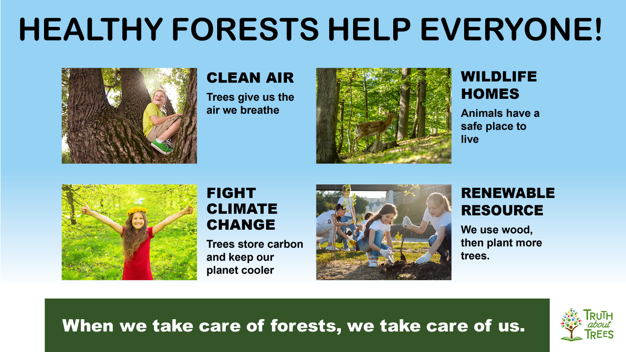 Slide preview explaining why healthy forests matter