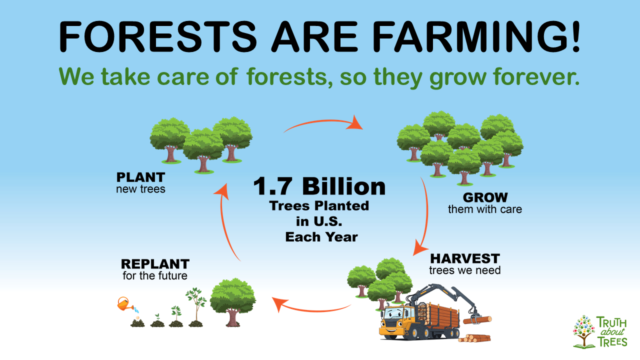 Slide preview explaining working forests